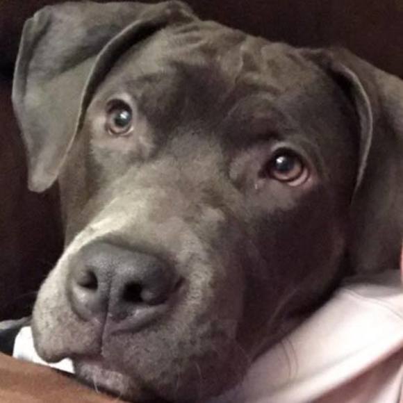 Meet your Posher, Gracie mae - Picture 1 of 1